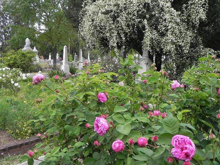 Sacramento Old City Cemetery Rose Garden Ideas