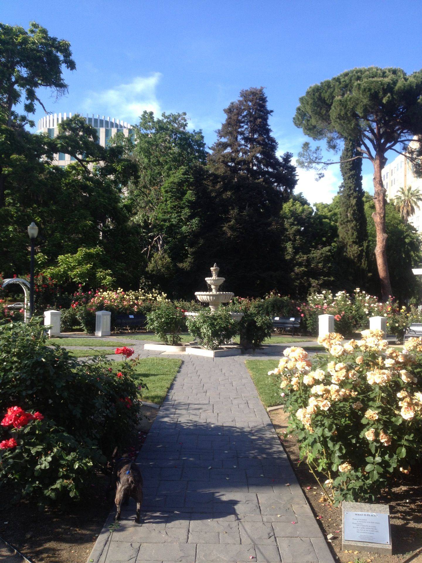 Exposition Park Rose Garden Wedding Great Gardening Websites