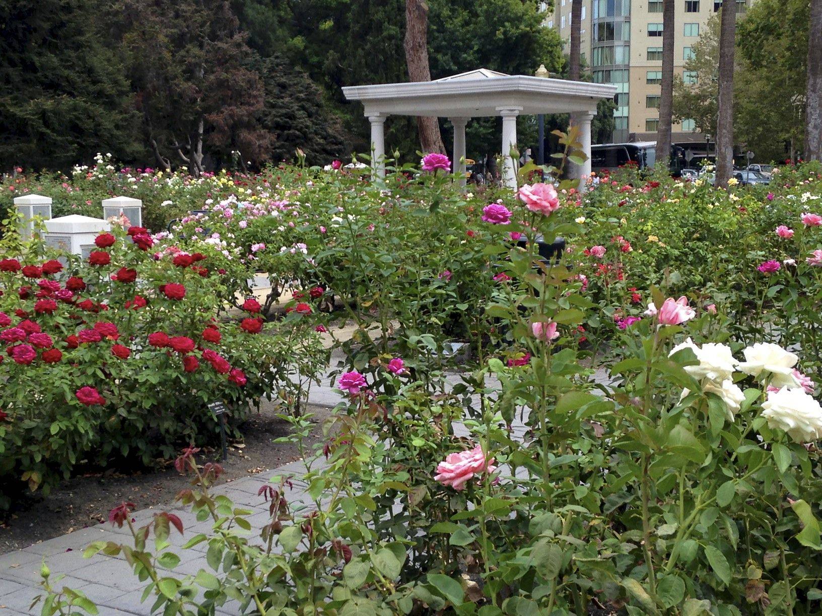 Frederick Evans Memorial Rose Garden