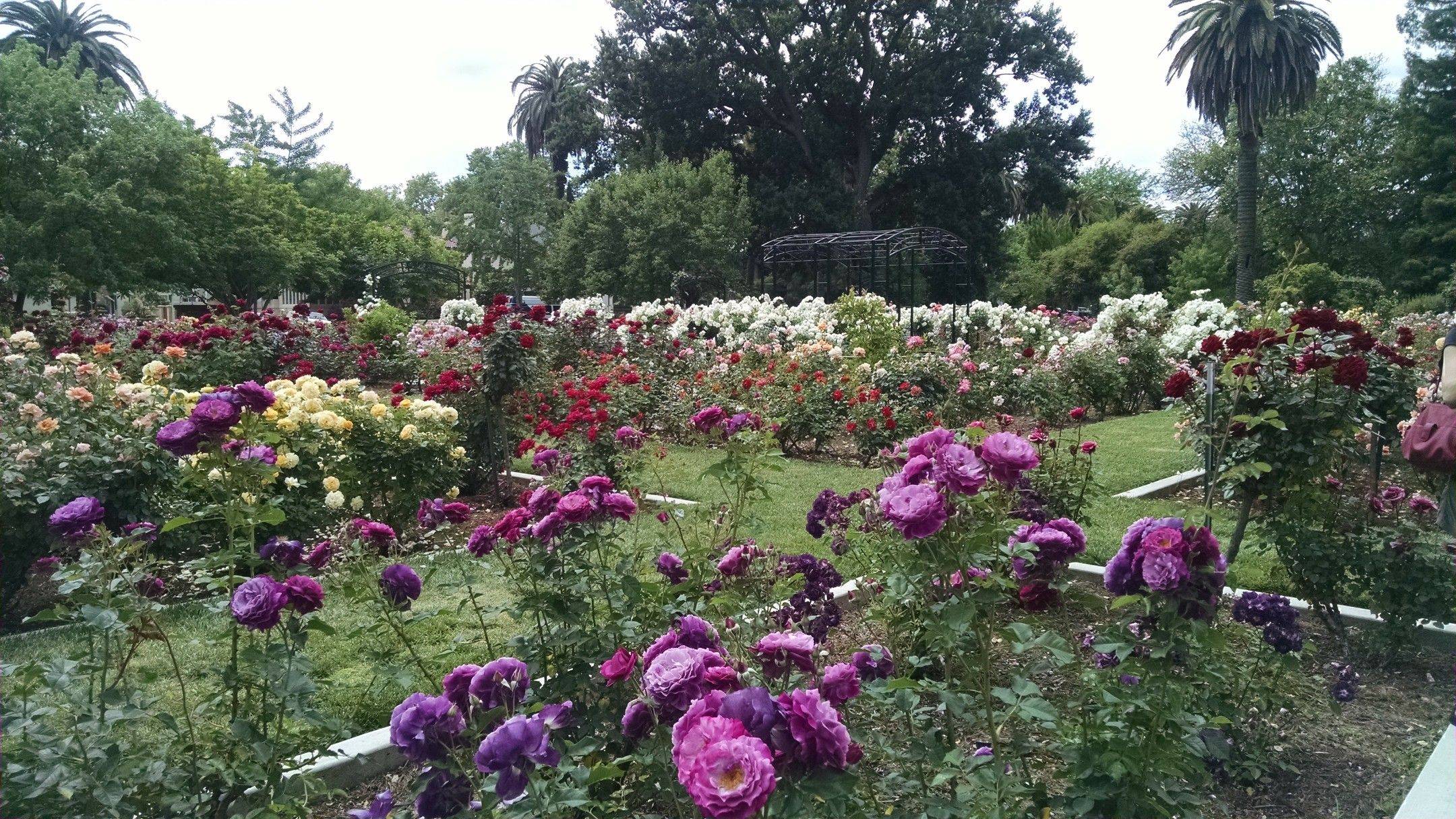 Mckinley Park Rose Garden Sacramento