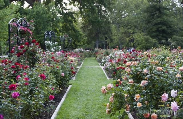 Mckinley Park