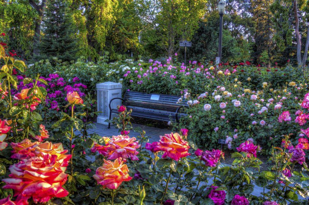 Mckinley Park Rose Garden Sacramento Wedding Unique And Different