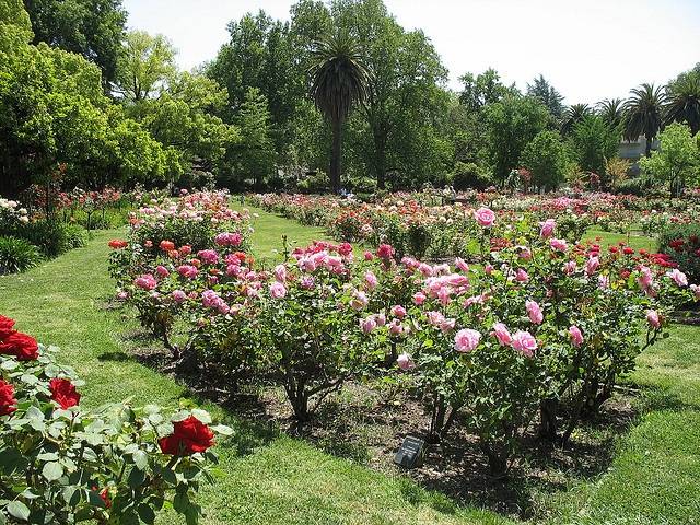 Rose Garden Sacramento Capitol