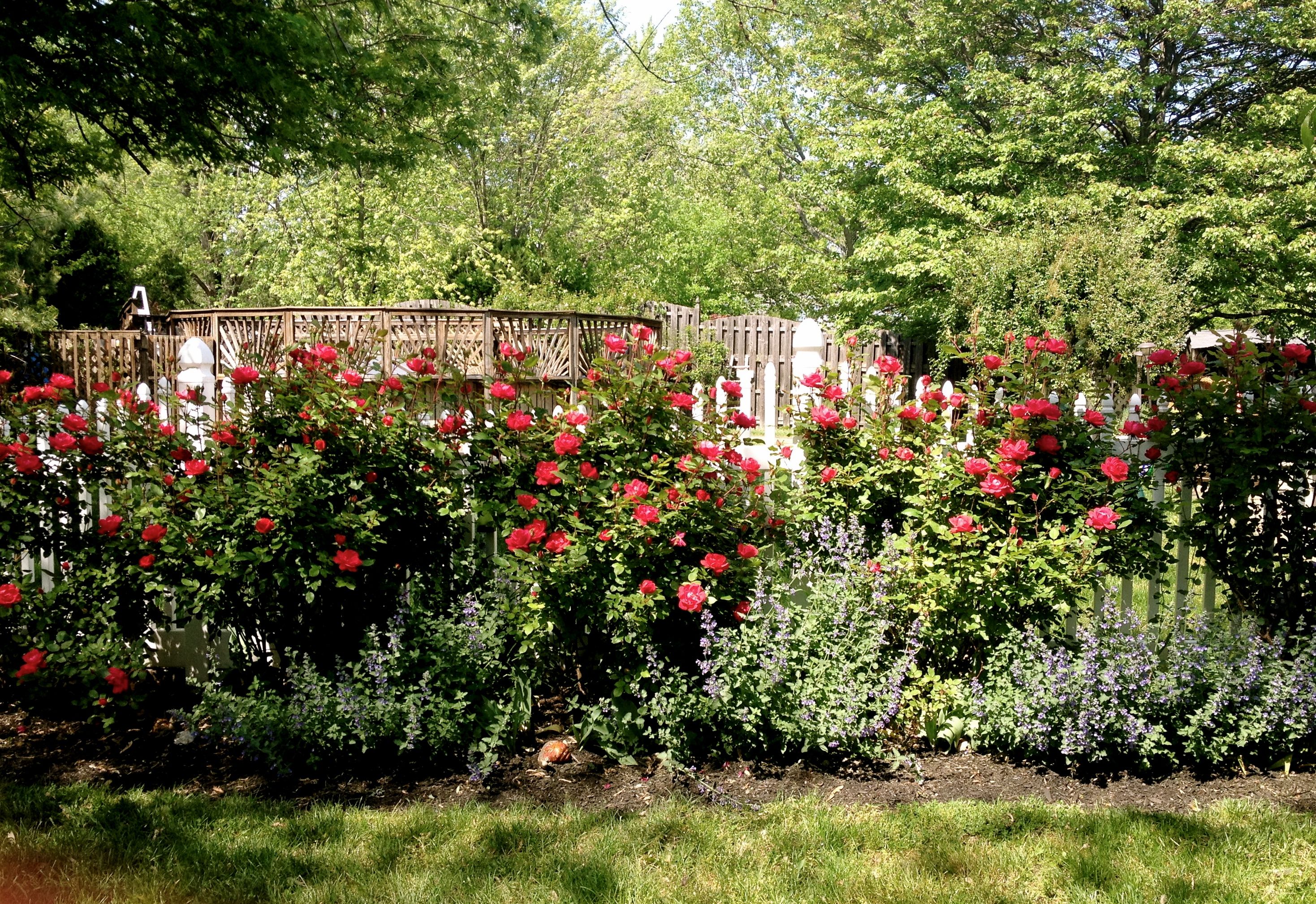 Point Defiance Rose Garden Tacoma Wa
