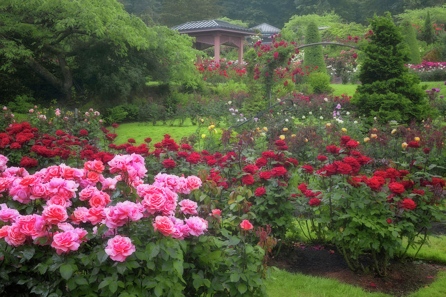 Portland Or International Rose Garden