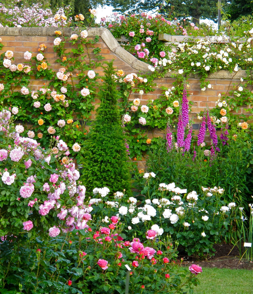 The Most Beautiful Roses