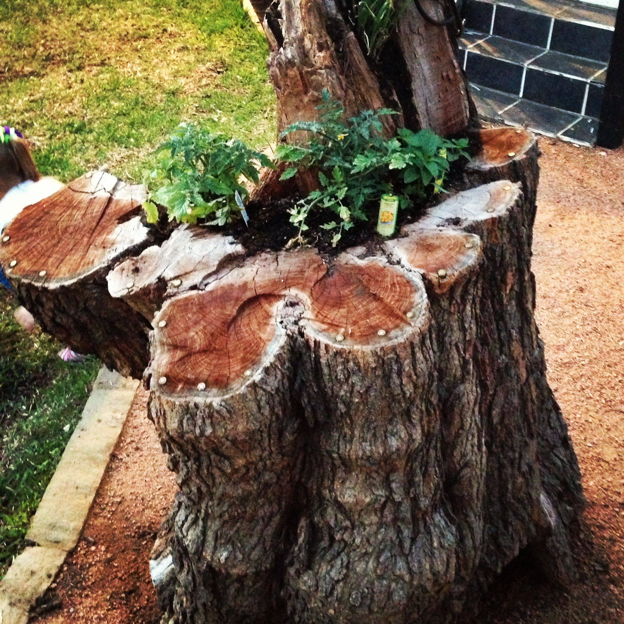 Tree Stump Planter