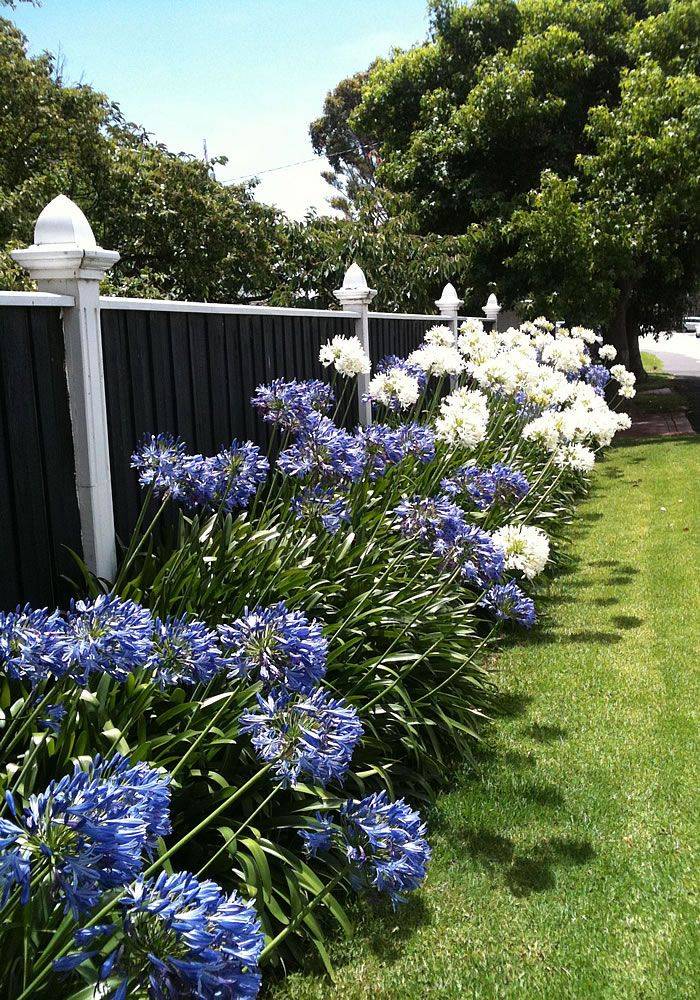 Blue And White Garden Traditional Landscape Bridgeport
