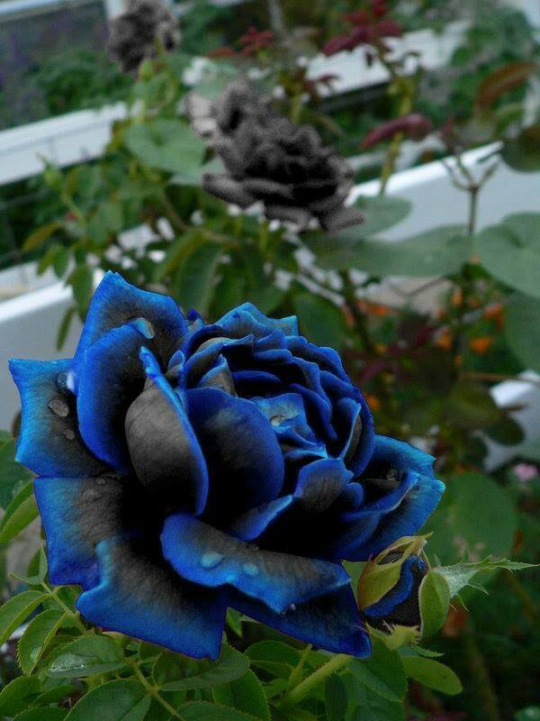 Flowers And Garden Ideas