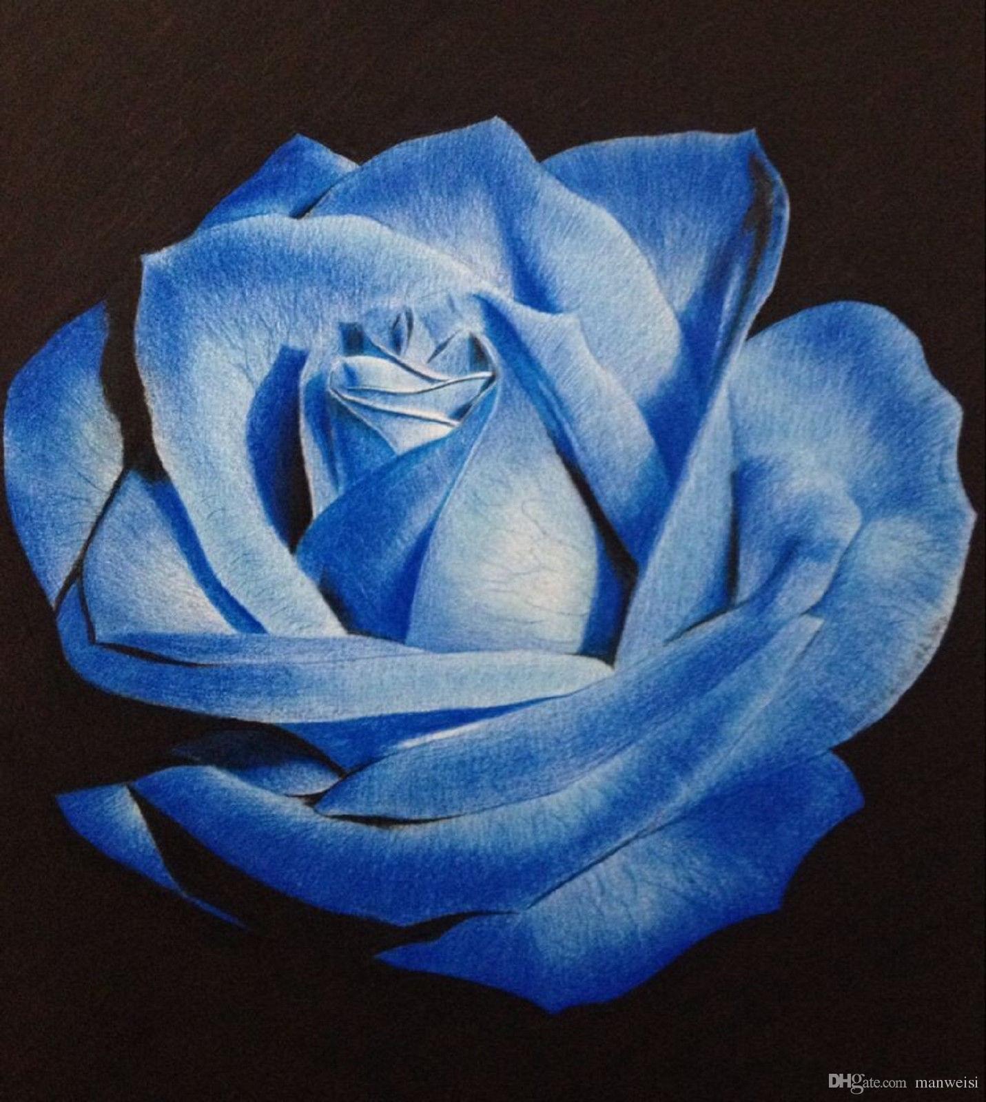 Knockout Rose Garden Plans
