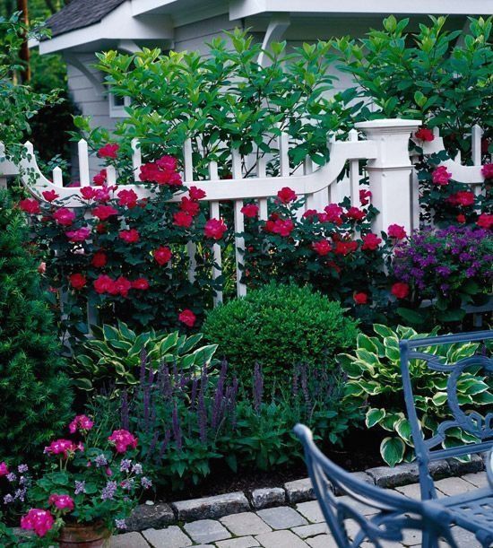 Garden Shrubs