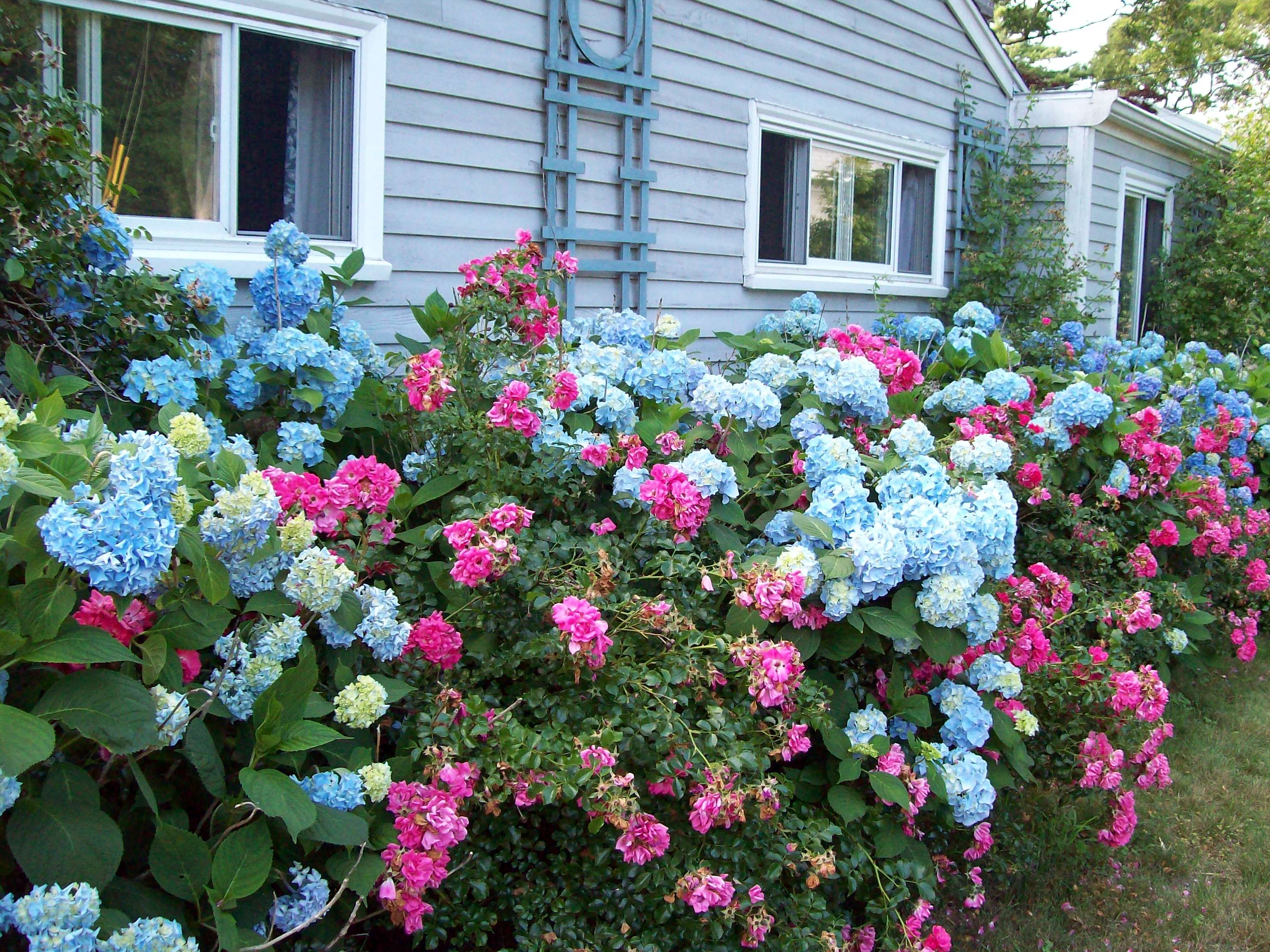Spire Roses Rhapsody In Blue And Climbing Iceberg Rose Companion