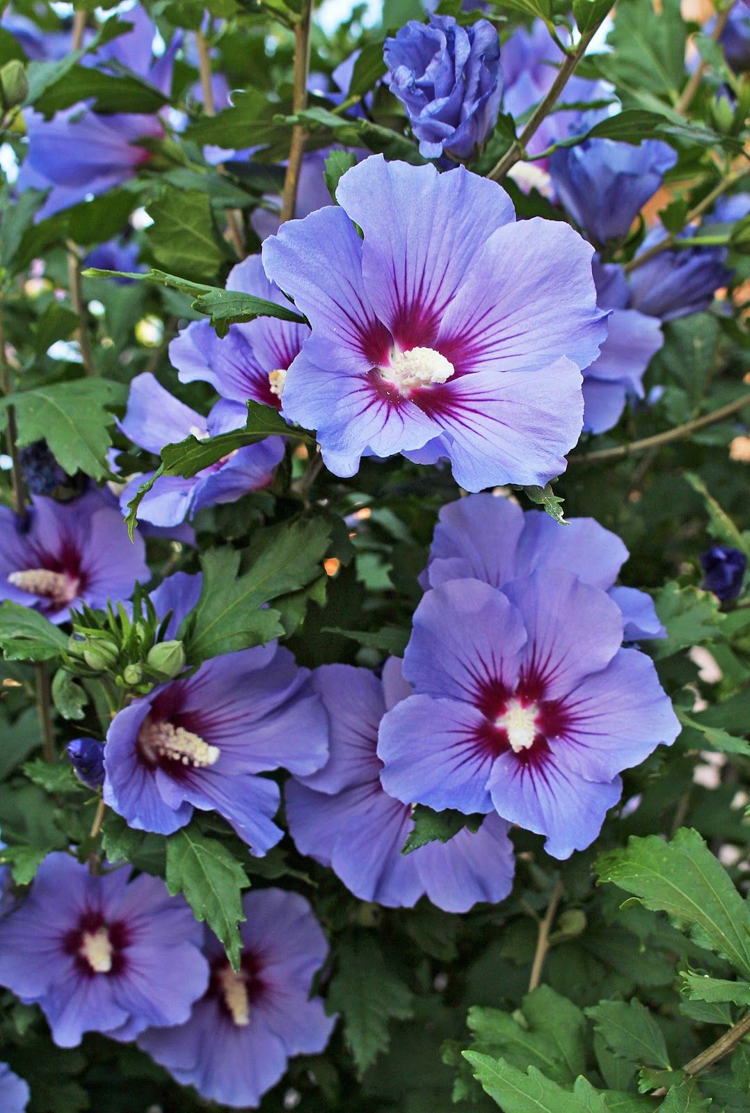 Blue And White Lobelia