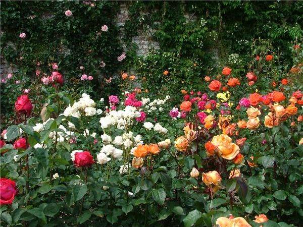 Backyard Rose Garden Backyard