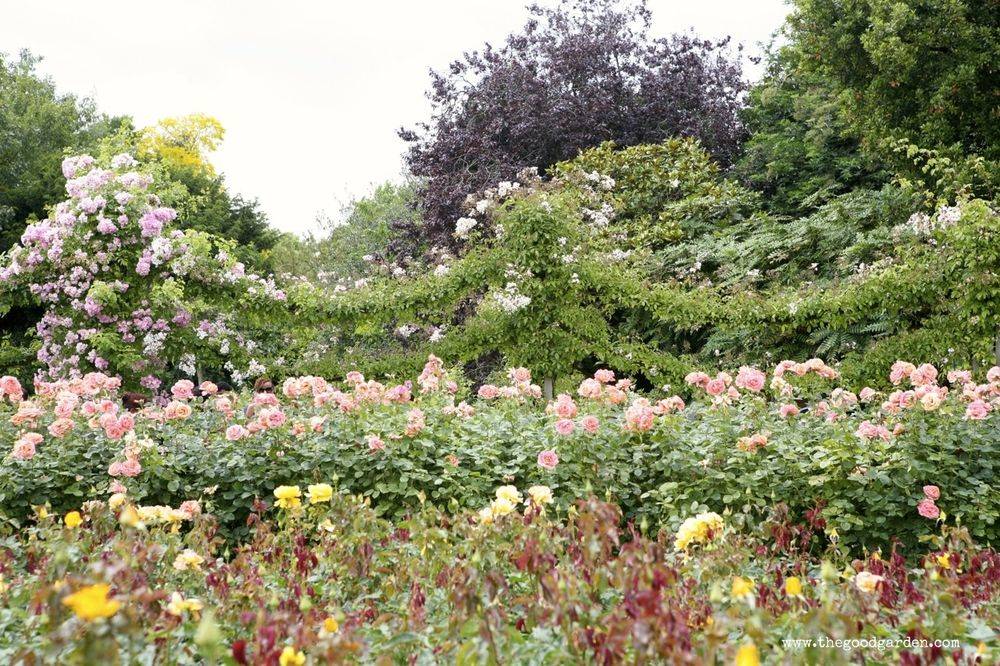 Victorian Rose Garden