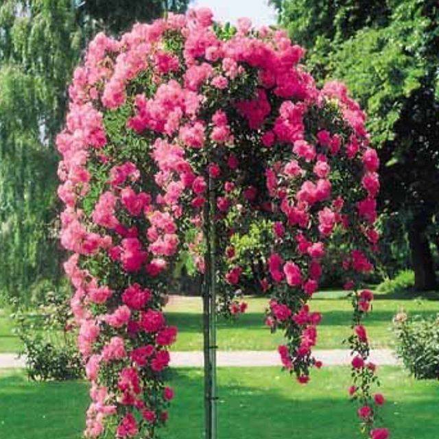 Stunning Small Flower Gardens