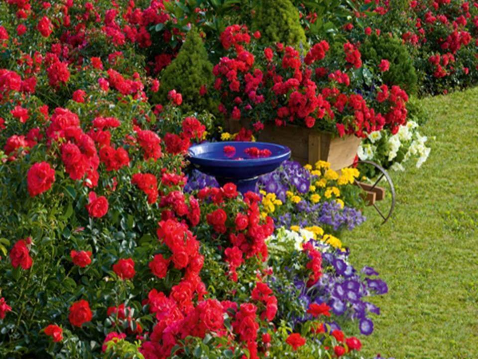 Diseasefree Hardy Climbing Roses