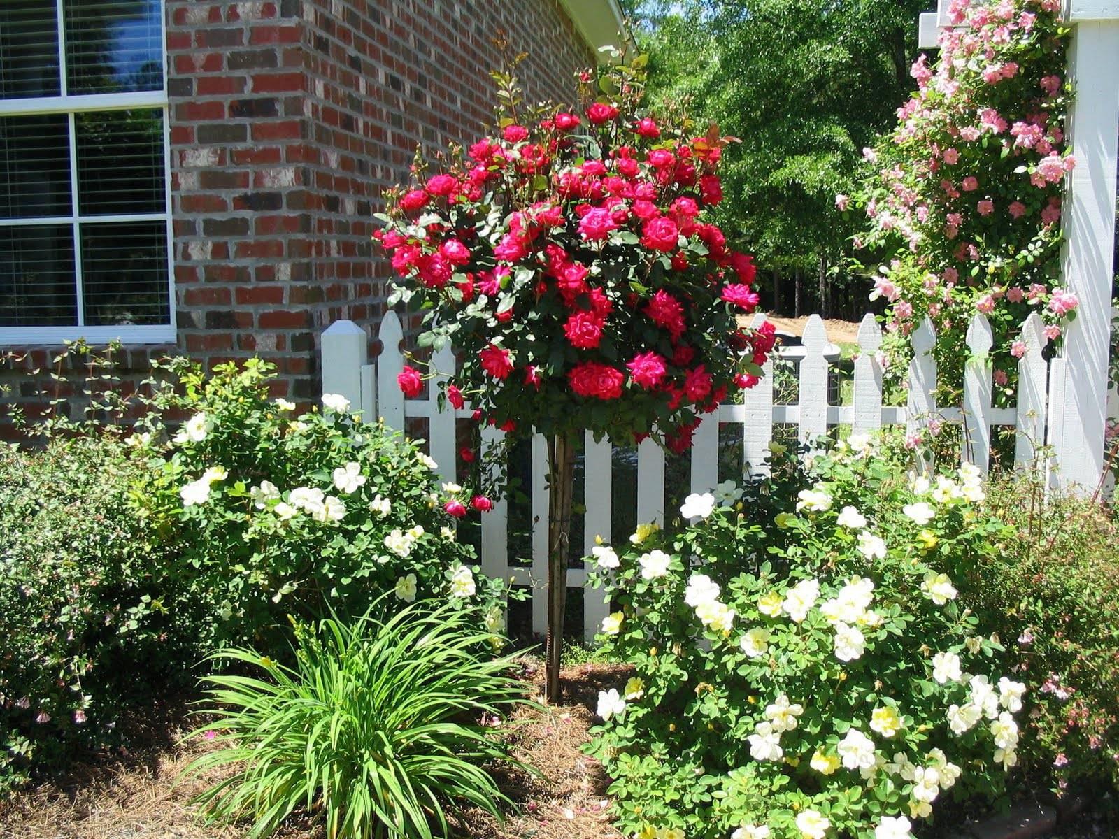 Rainbow Rose Garden Hgtv