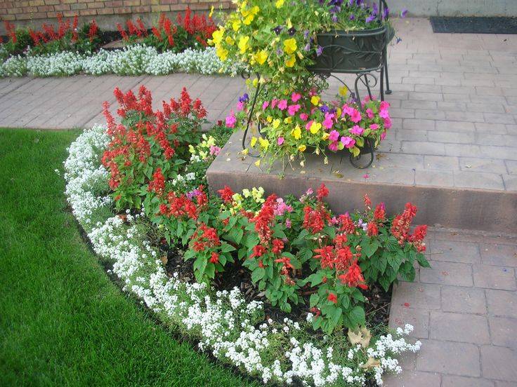 Geraniums Container Garden Design