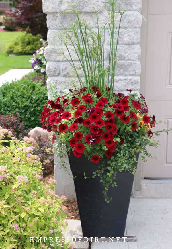 Red Geraniums Garden Pots