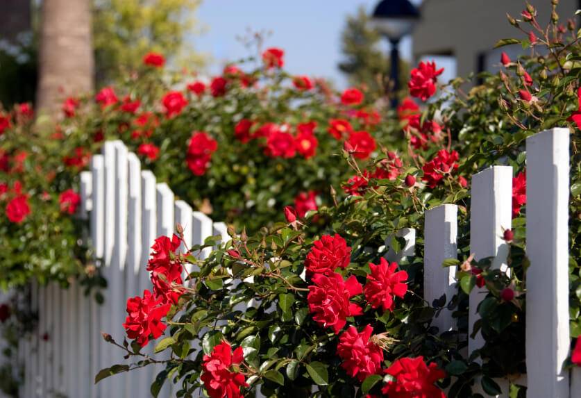 Salvia And Alyssum Exterior Yard And Garden Pinterest Gardens