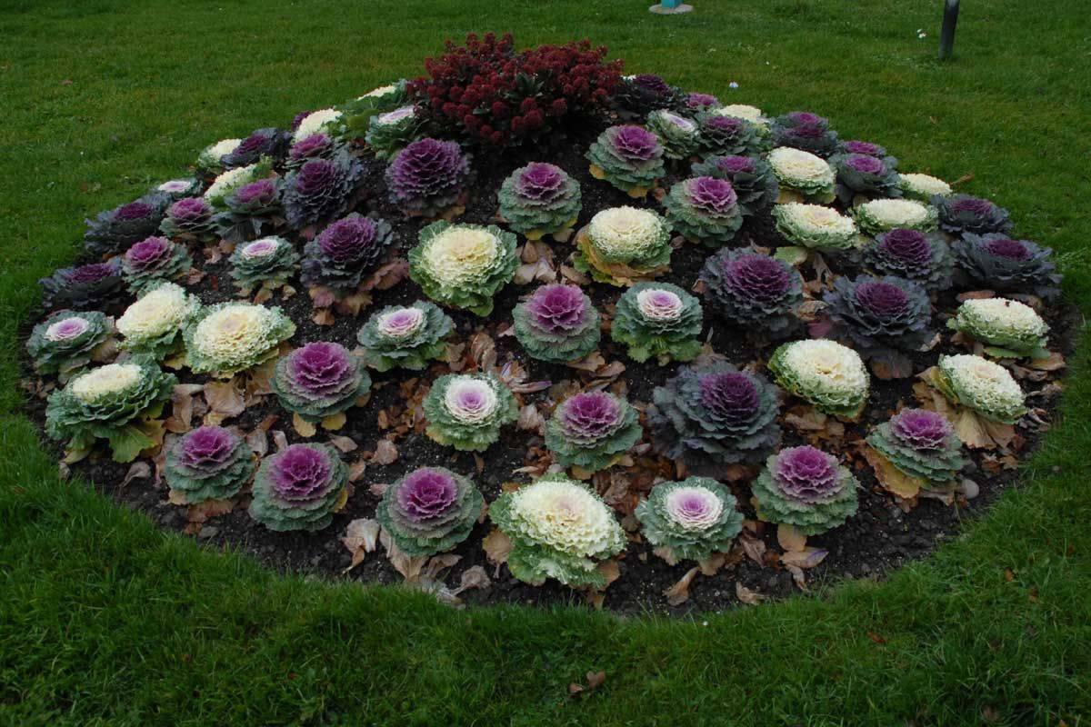 Gardening Cabbage Roses