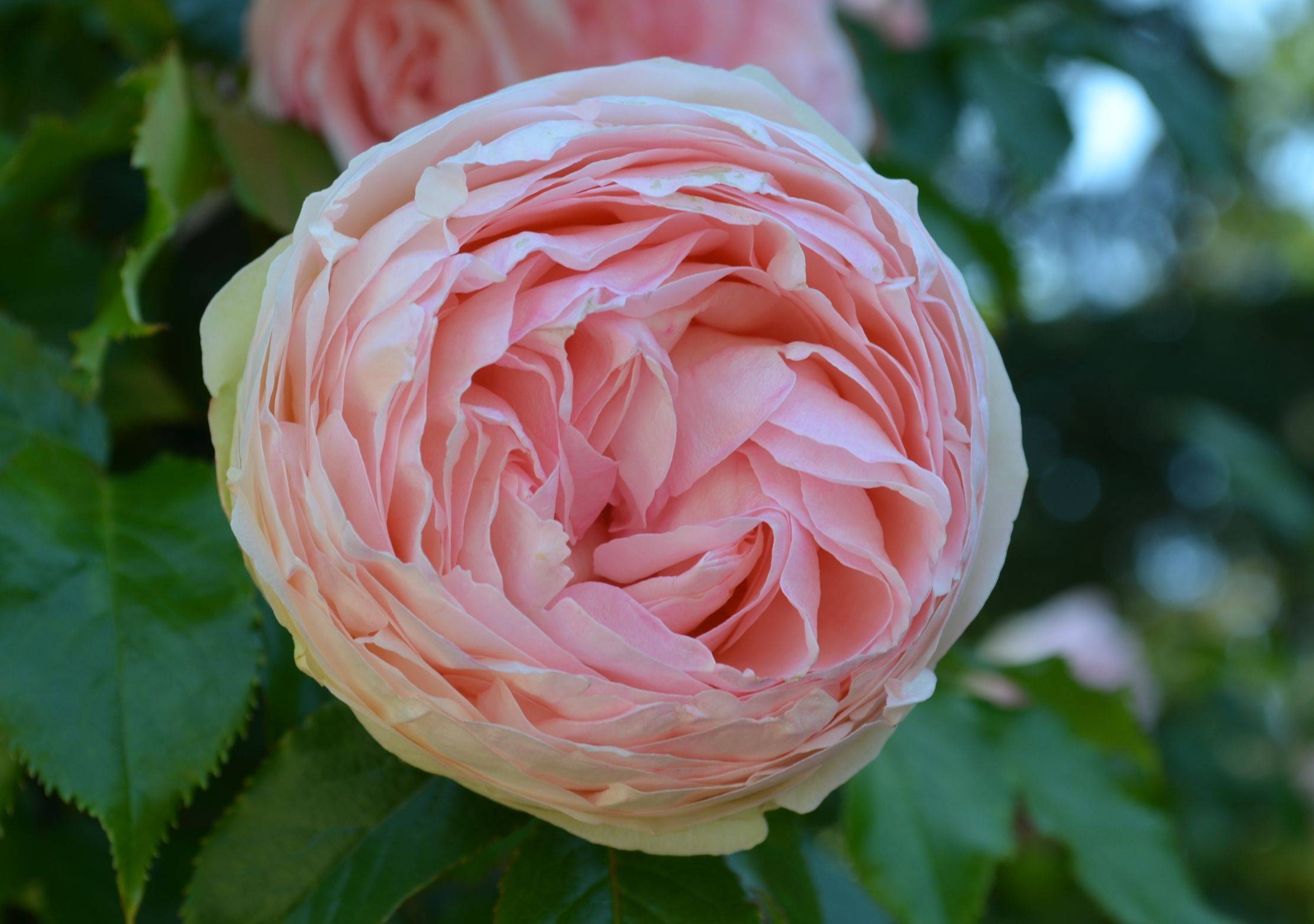 Waverly Community Garden Community