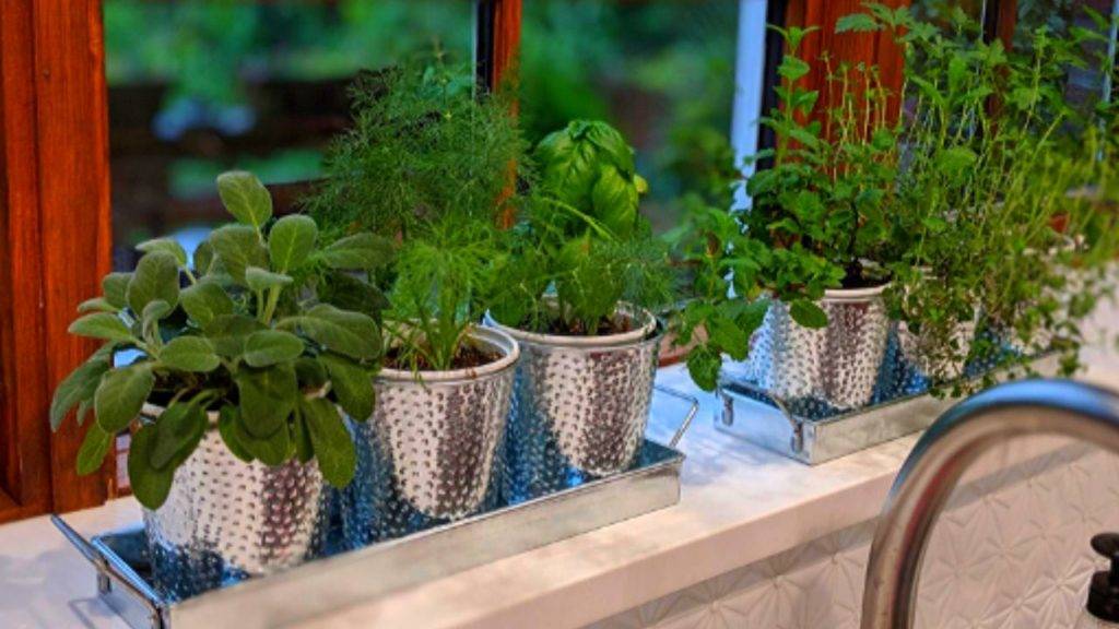 Herb Container Gardening Tips Metamorphosis Landscape Design