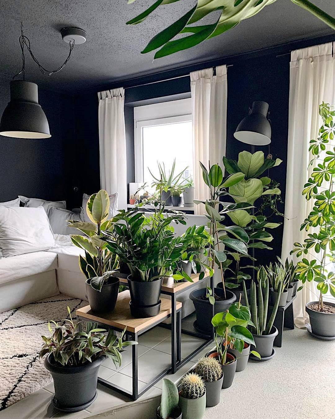 Amazing Indoor Plants Decor Ideas