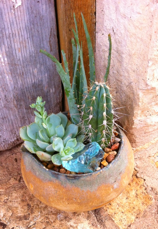 Awesome Indoor And Outdoor Cactus Plants Garden Ideas Plants