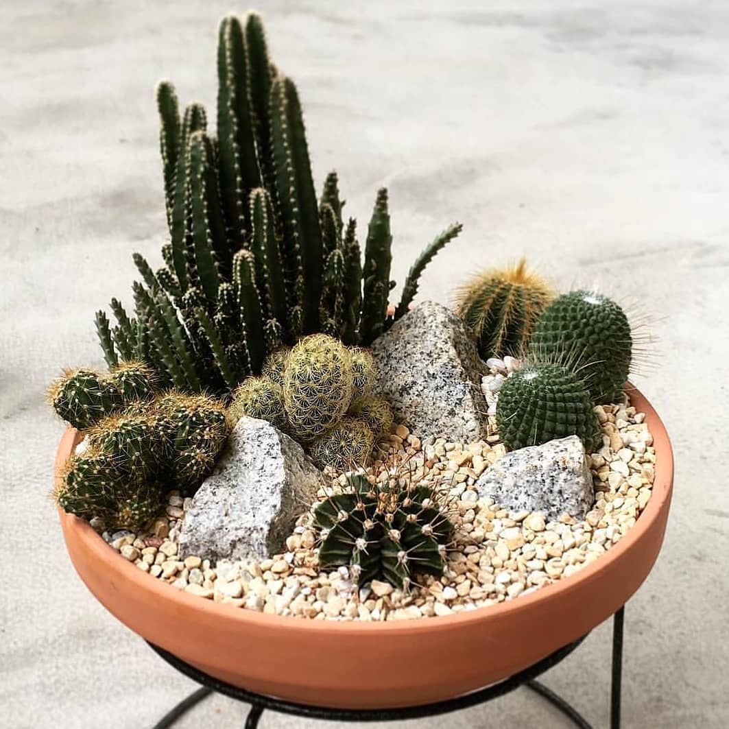 Outdoor Cactus Garden Ideas