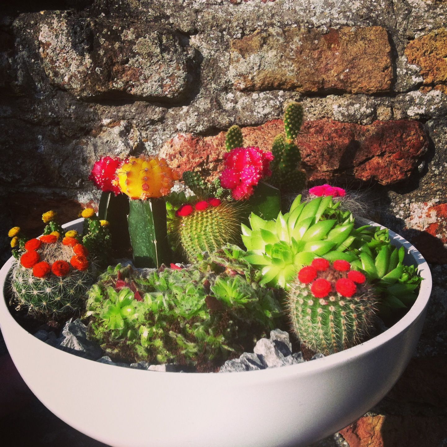 Outdoor Cactus Garden Ideas