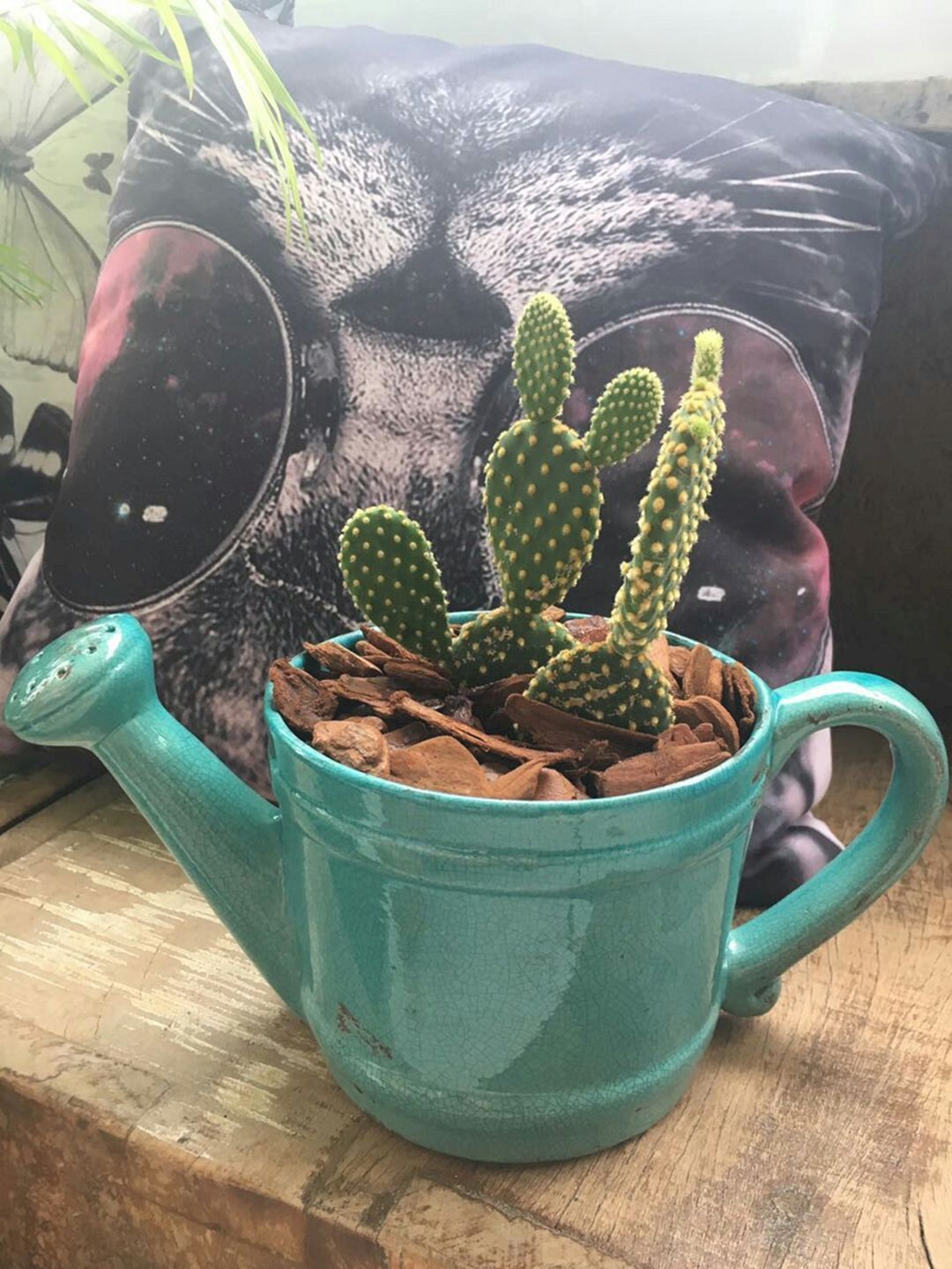 Indoor Cactus Garden Cactus Garden Ideas Cactus Plants