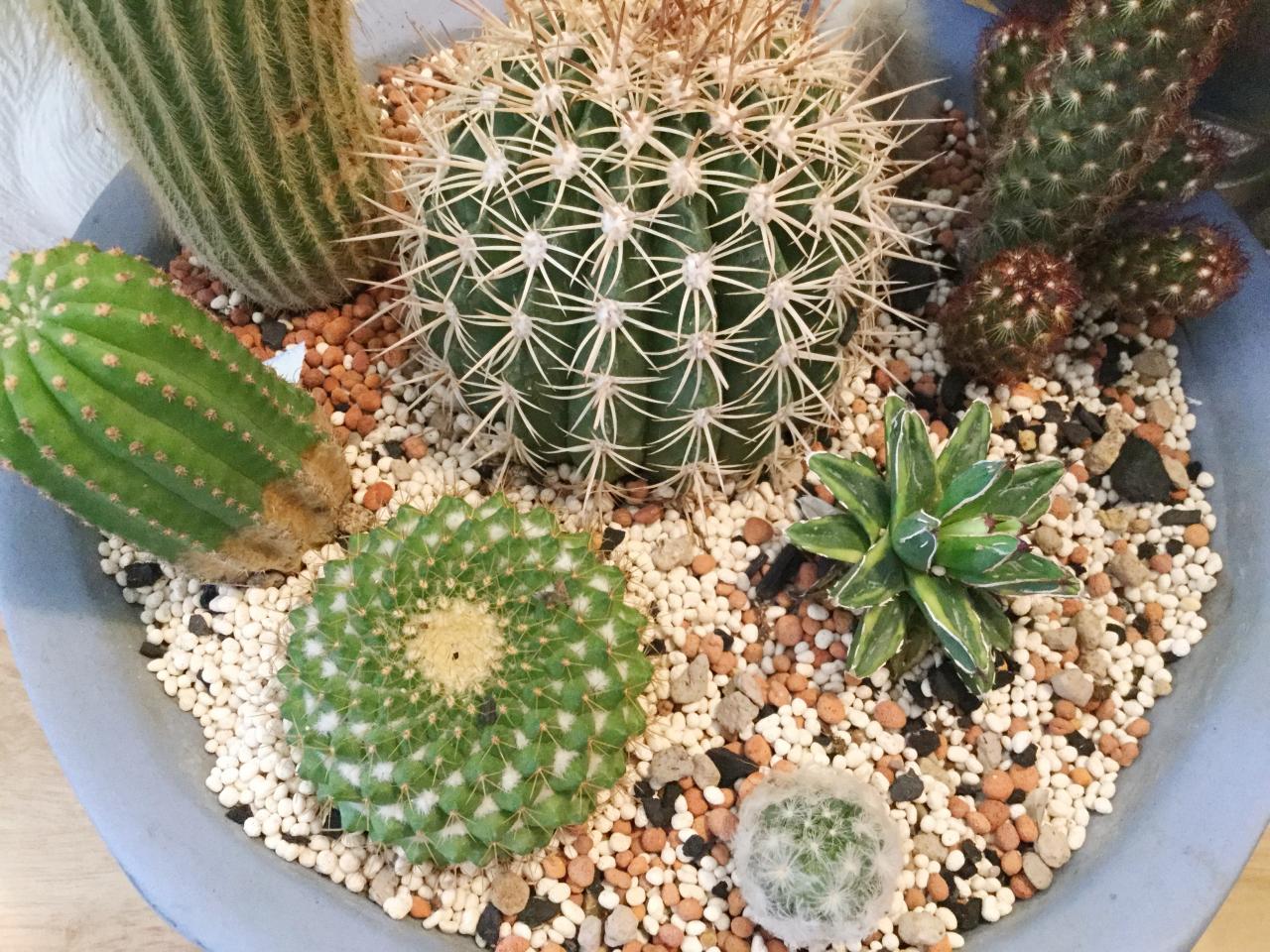Indoor Cactus Garden Ideas