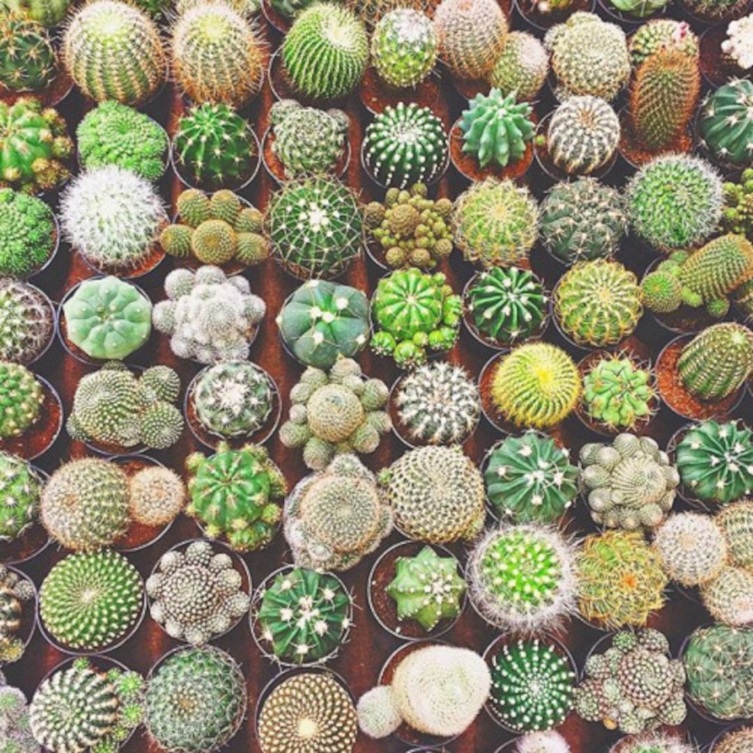 Indoorcactusgardenideas