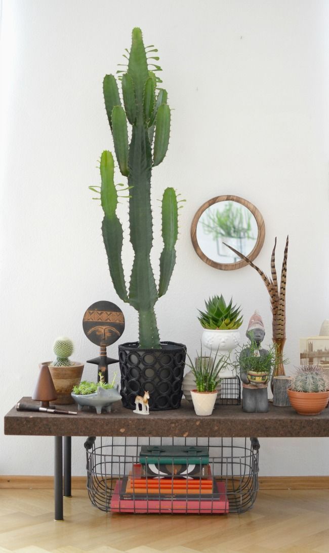 Indoor Cactus Garden Ideas Photograph Indoor Cactus Garden
