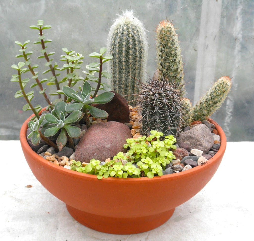 This Adorable Cactus Dish Garden