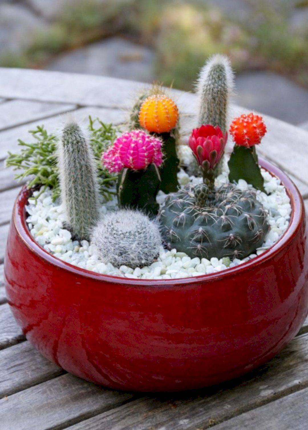 Outdoor Cactus Garden Ideas