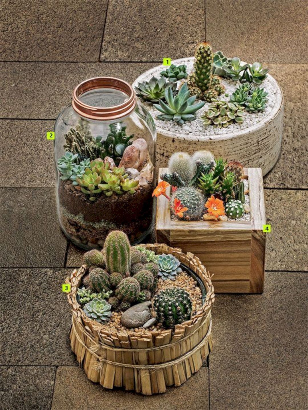 Beautiful Indoor Cactus Gardens