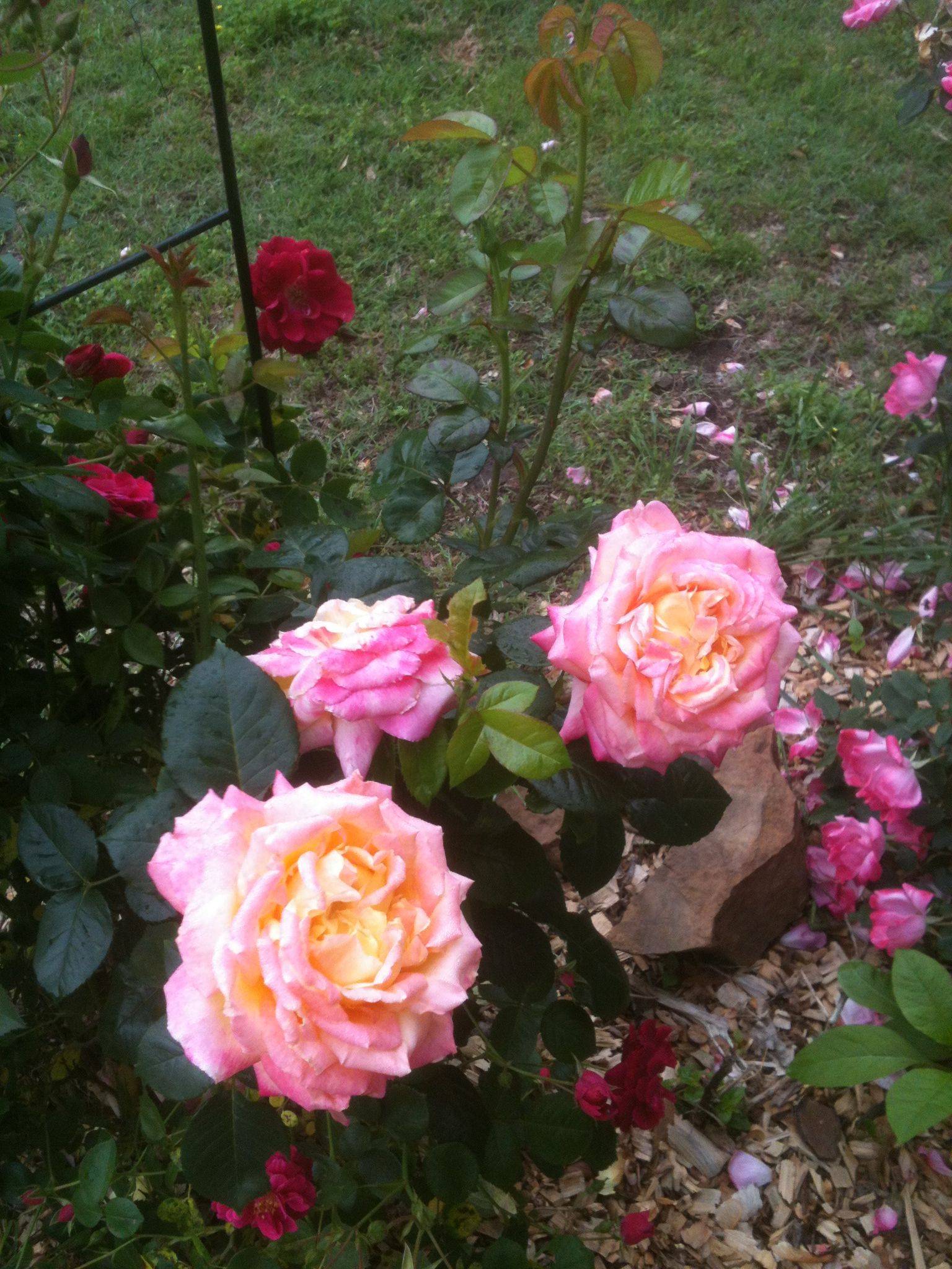 International World Peace Rose Gardens
