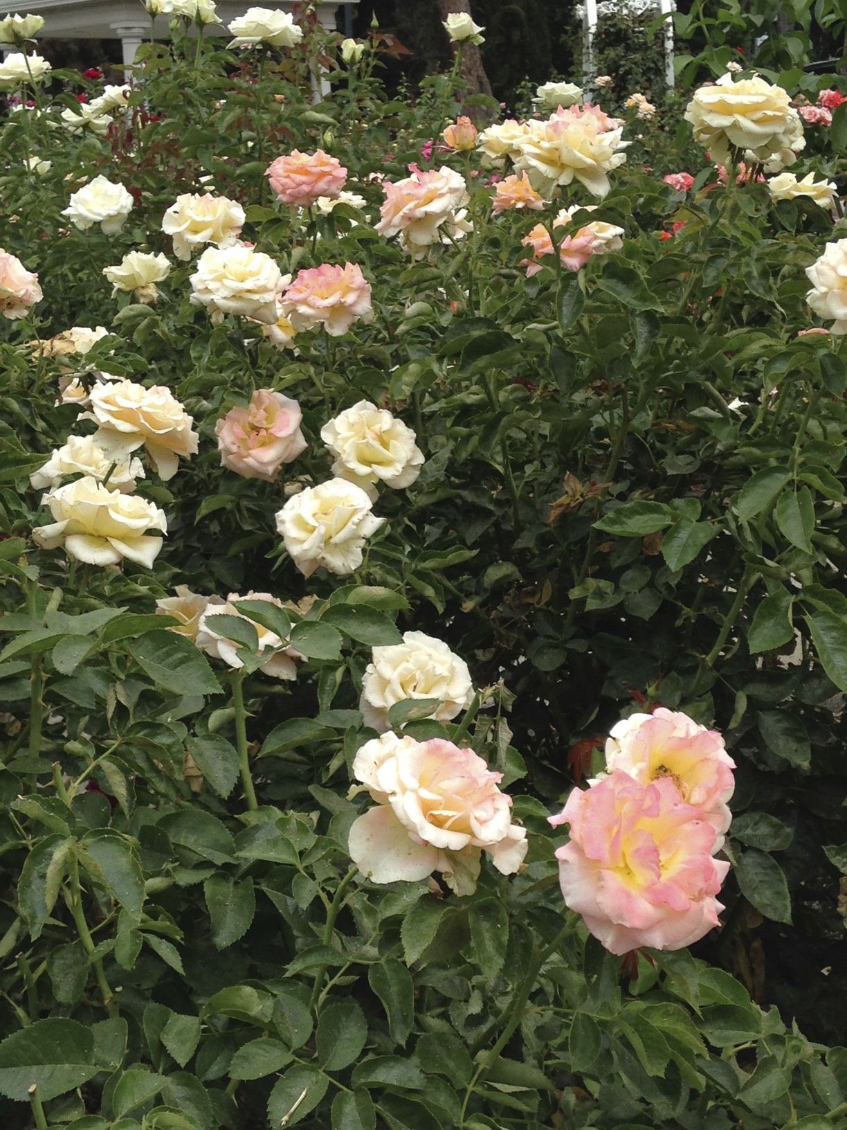 International World Peace Rose Garden Downtown Sacramento Tips