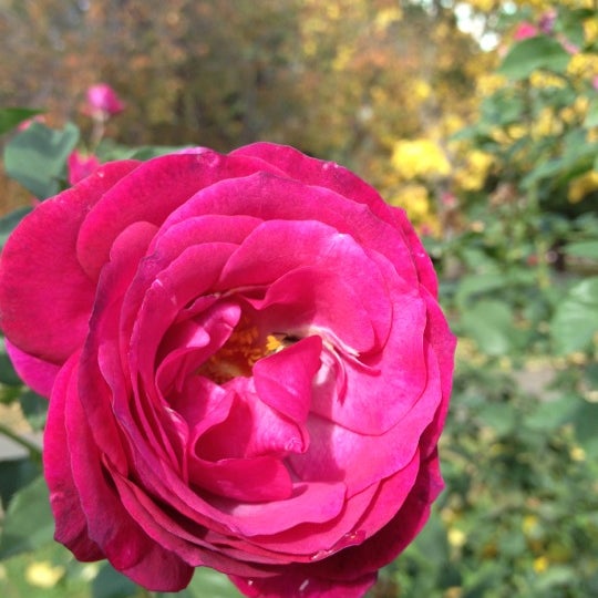 International World Peace Rose Garden