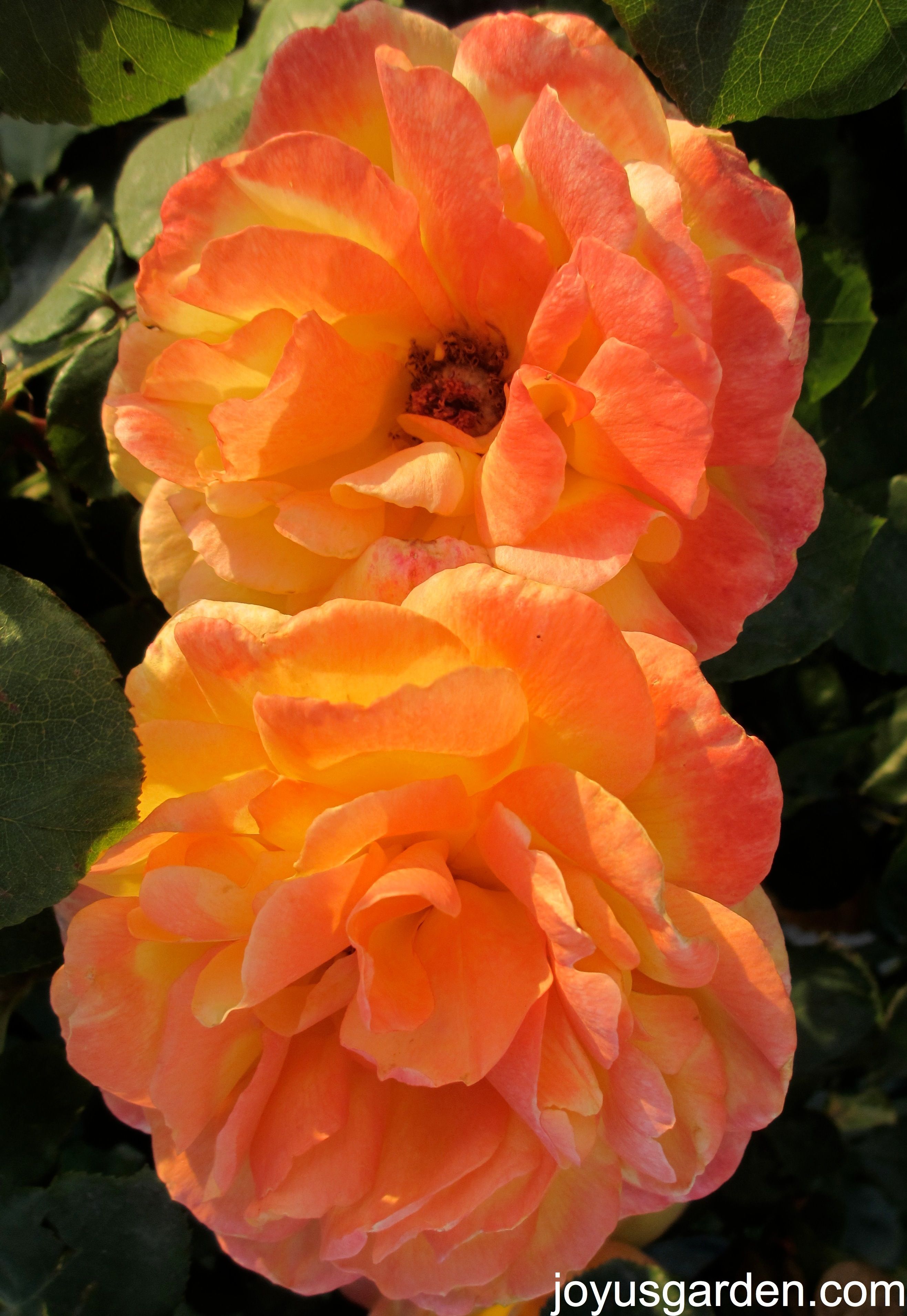 University Park Discovery Trail