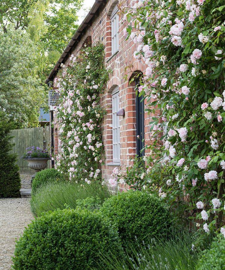 Climbing Roses