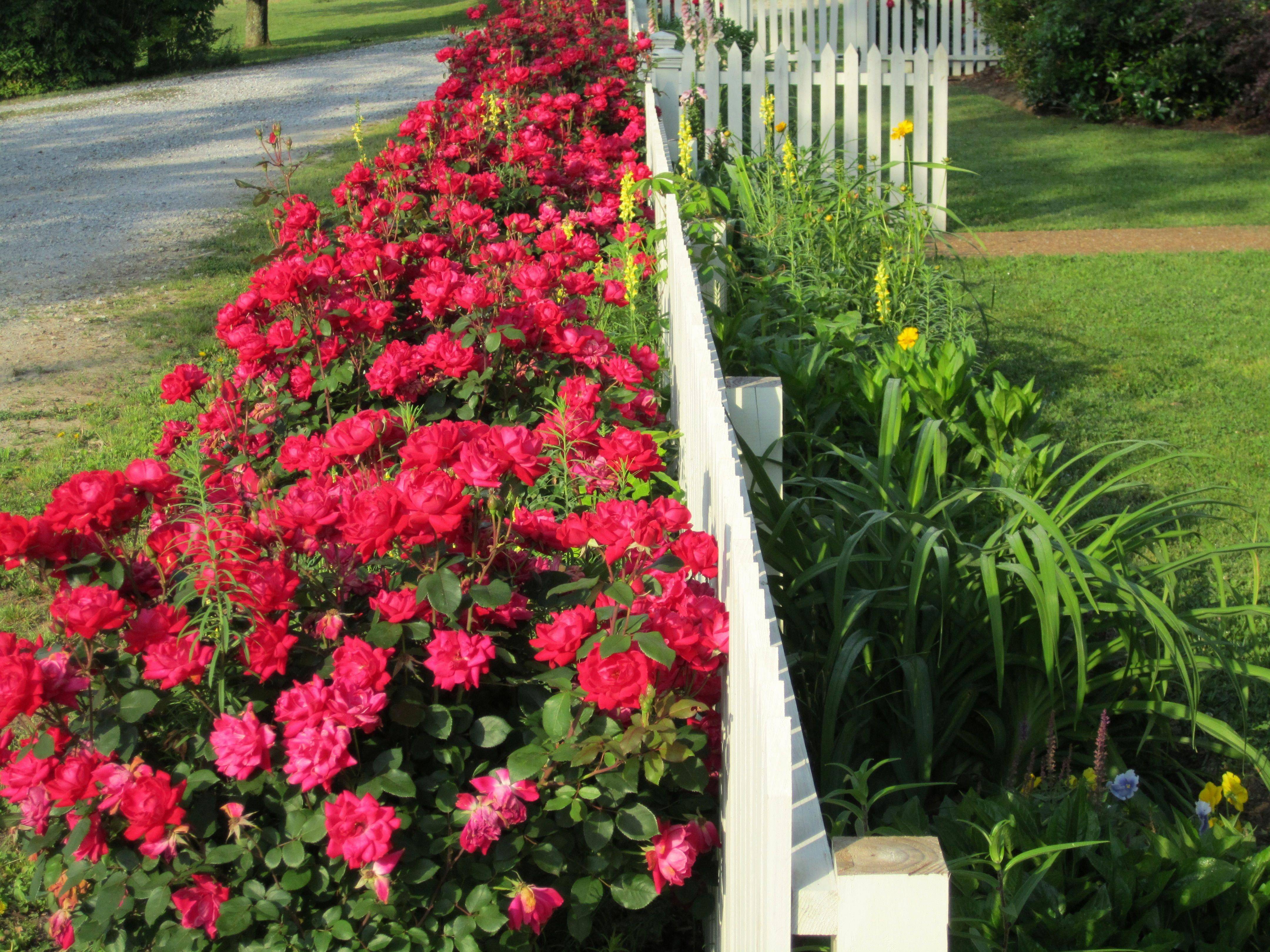 A National Trust Gardening