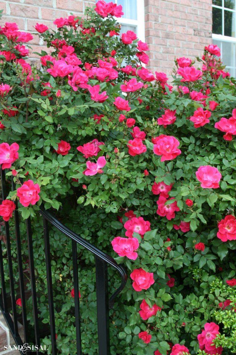 Rose Garden Ideas