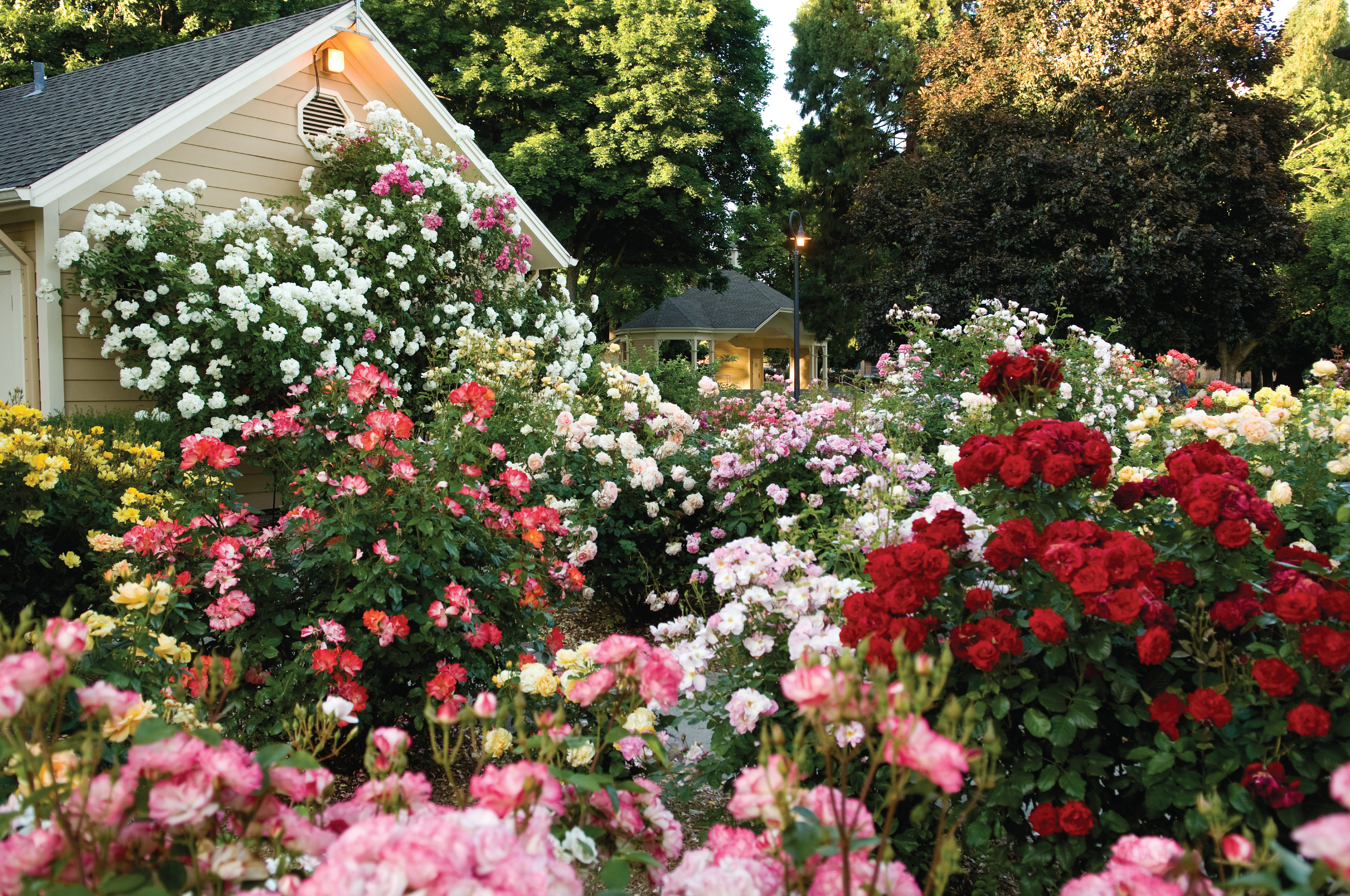 Most Beautiful Rose Gardens