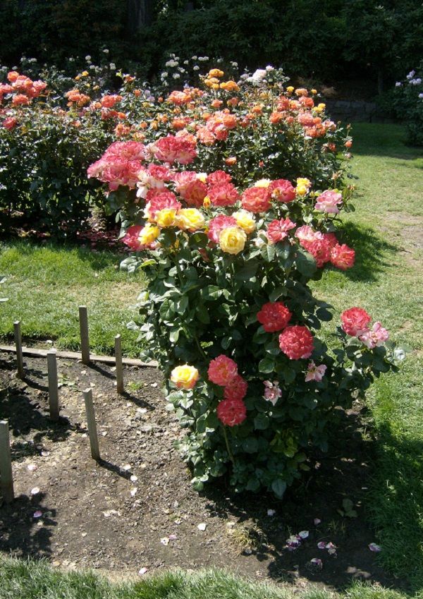 Growing A Greener World Rose Garden