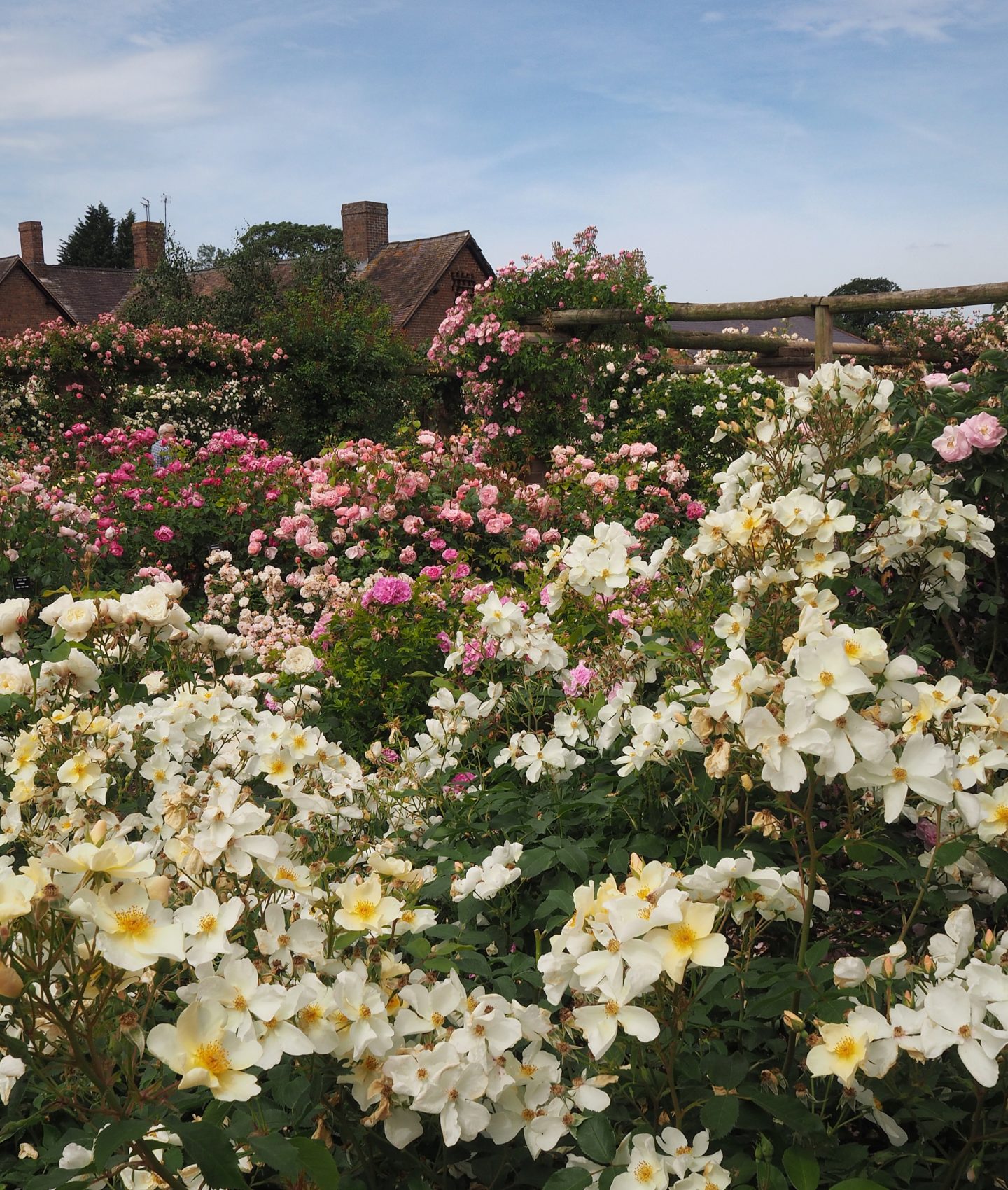 The Worlds Top Rose Gardens