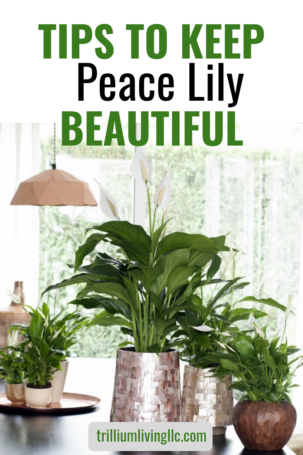 The News Maria Von Brincken Landscape Garden